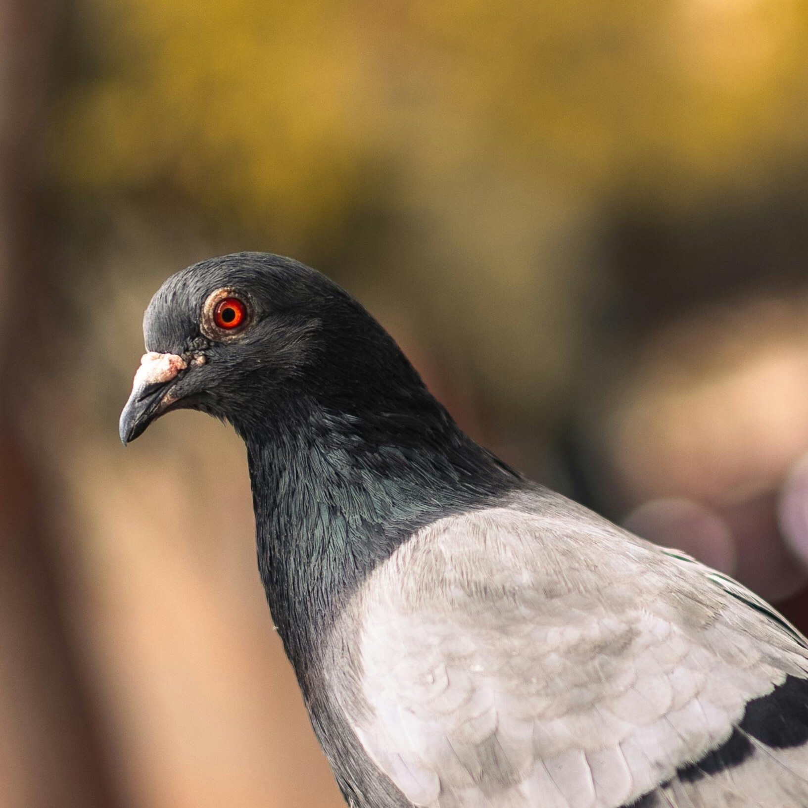 A gray pigeon with blood-red eyes.