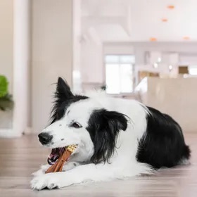 《 WHIMZEES 唯潔 》潔牙骨超值盒 - S號牙刷型