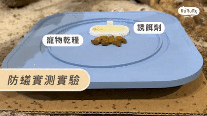 Hururu 防蟻陶瓷寵物碗防蟻效果實測