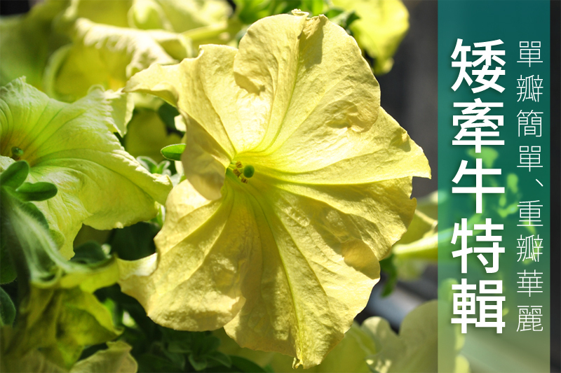 單瓣簡單、重瓣華麗的「矮牽牛」