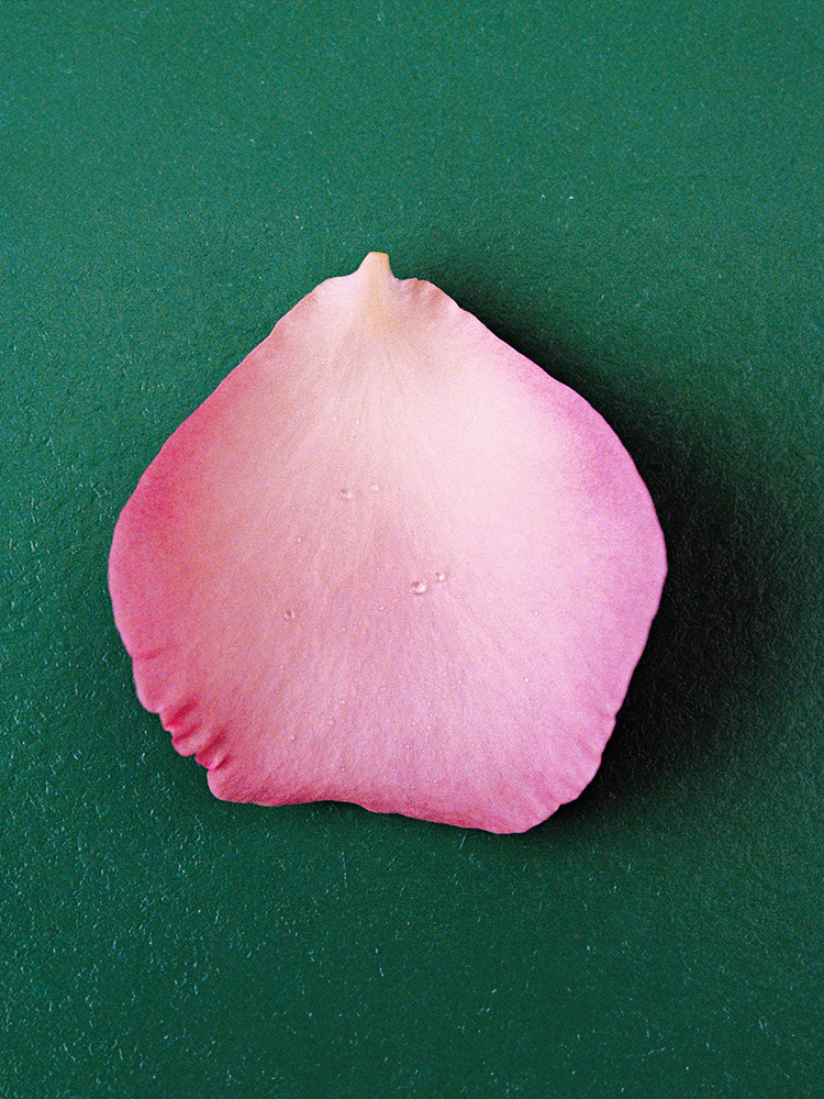 NONFICTION] THE ROSE 玫瑰EDP香水50/100ml