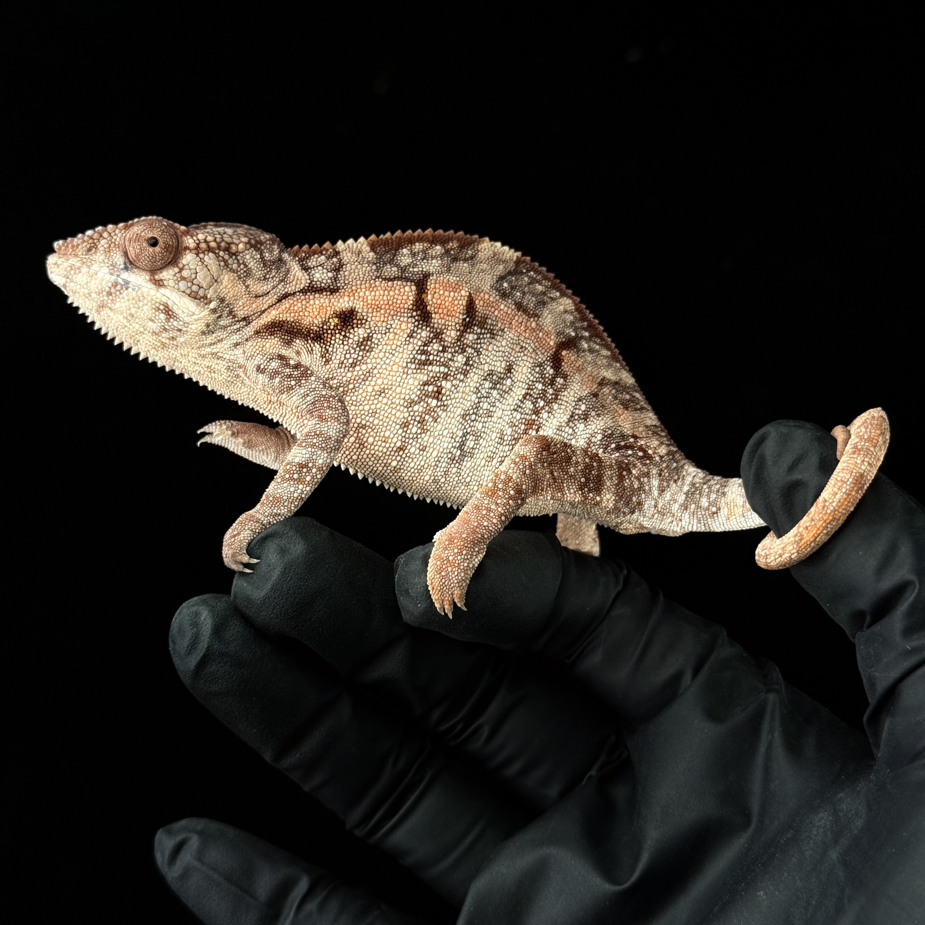 【高雄】Ambilobe 安比諾貝 ｜amb-f165st