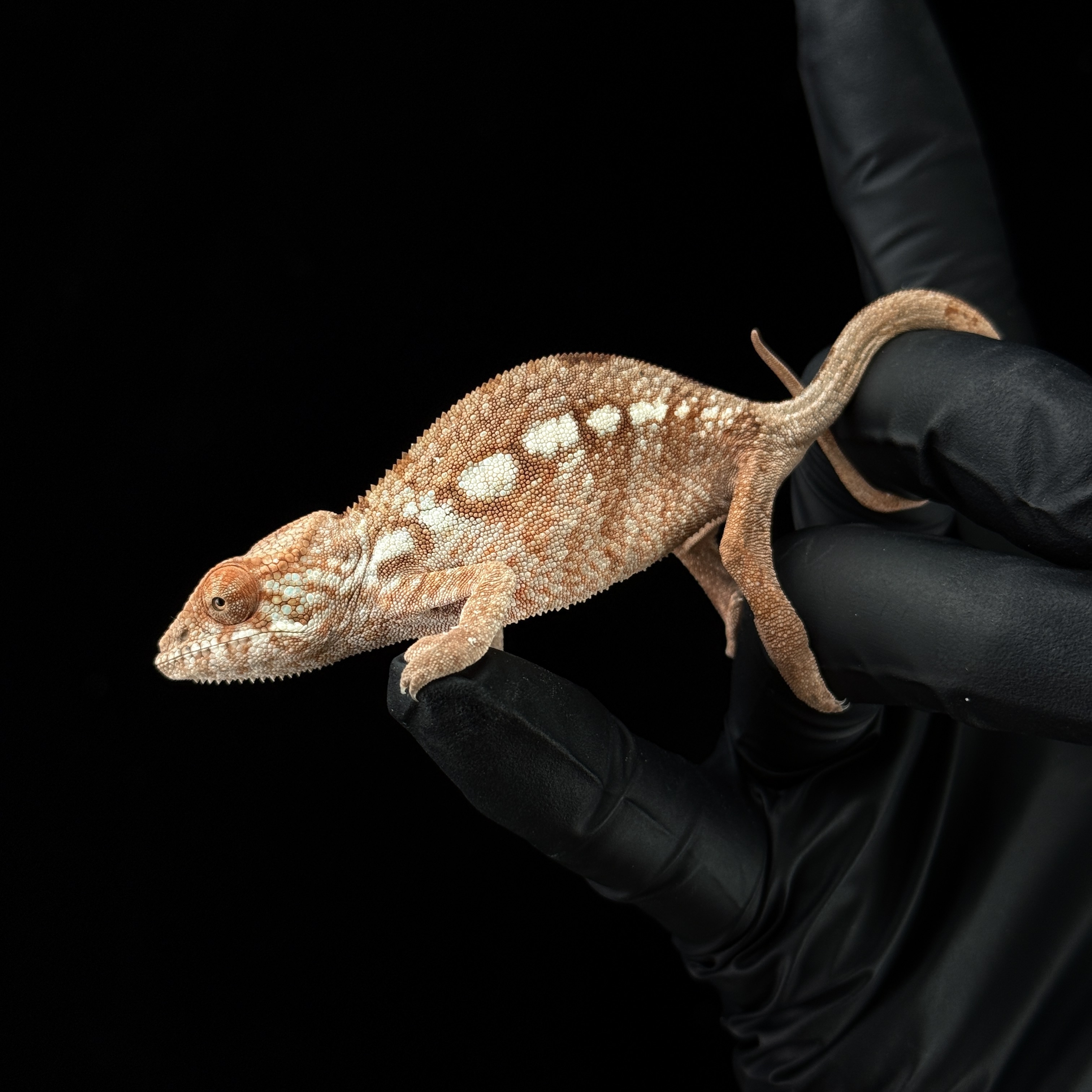 【高雄】 Ambanja 安班加 ｜abj-f1314ast