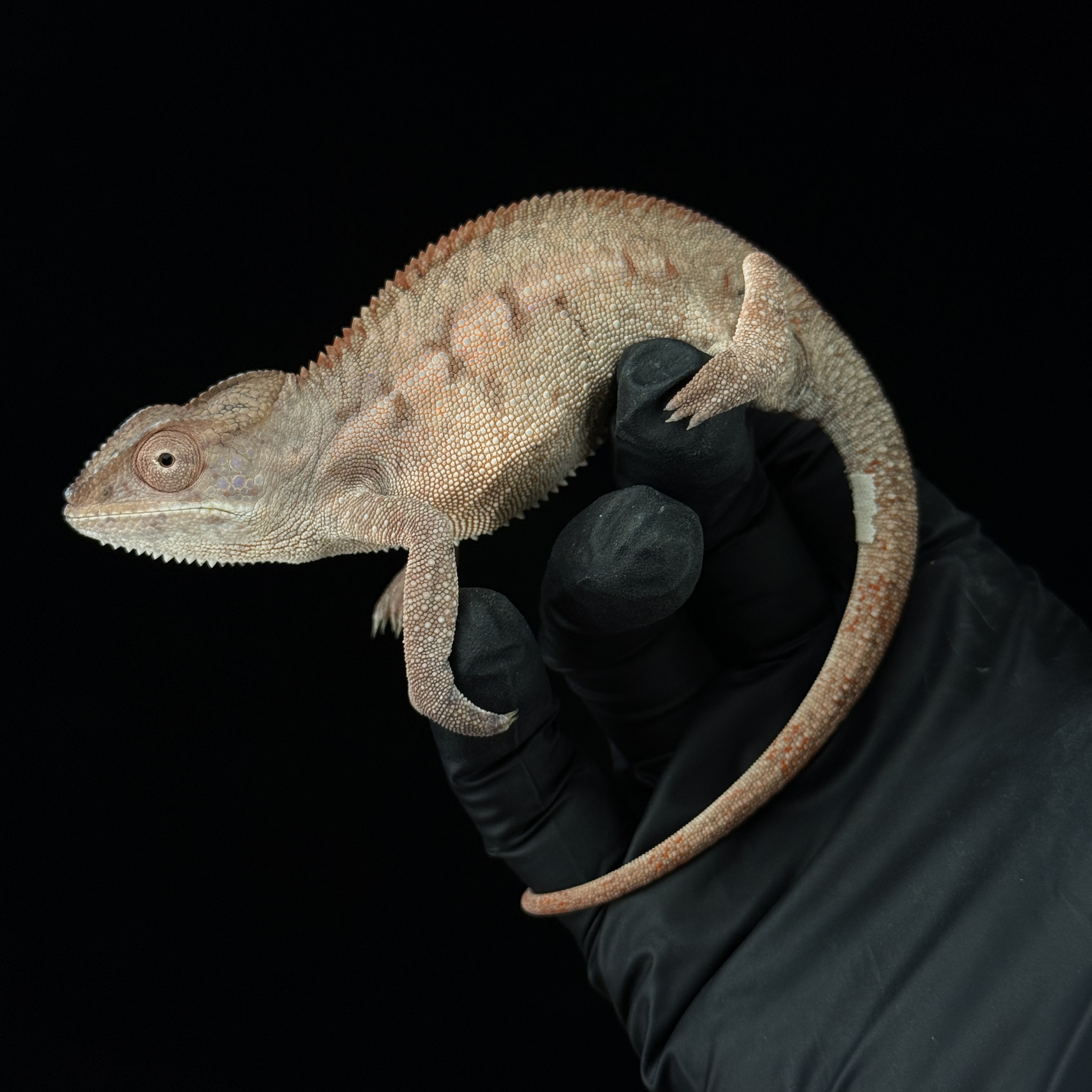 【高雄】 Ambilobe 安比諾貝 ｜amb-f167st