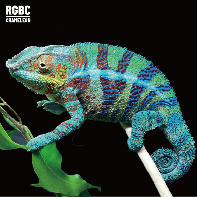 【高雄】 Ambanja 安班加 ｜abj-f135bst