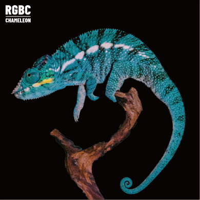 【高雄】Nosy Be 諾西貝|nsb-m131f