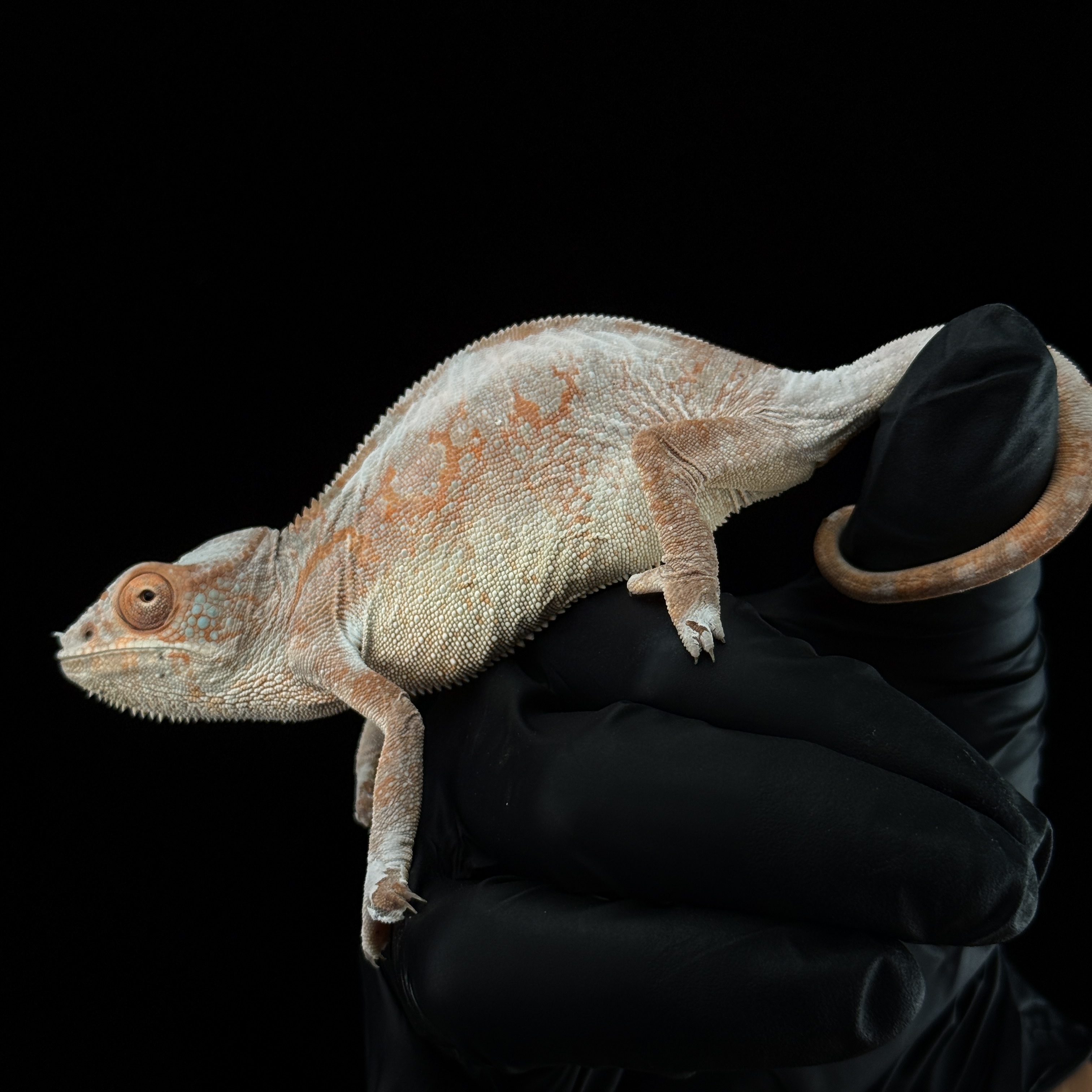 【高雄】 Ambilobe 安比諾貝 ｜amb-f169st