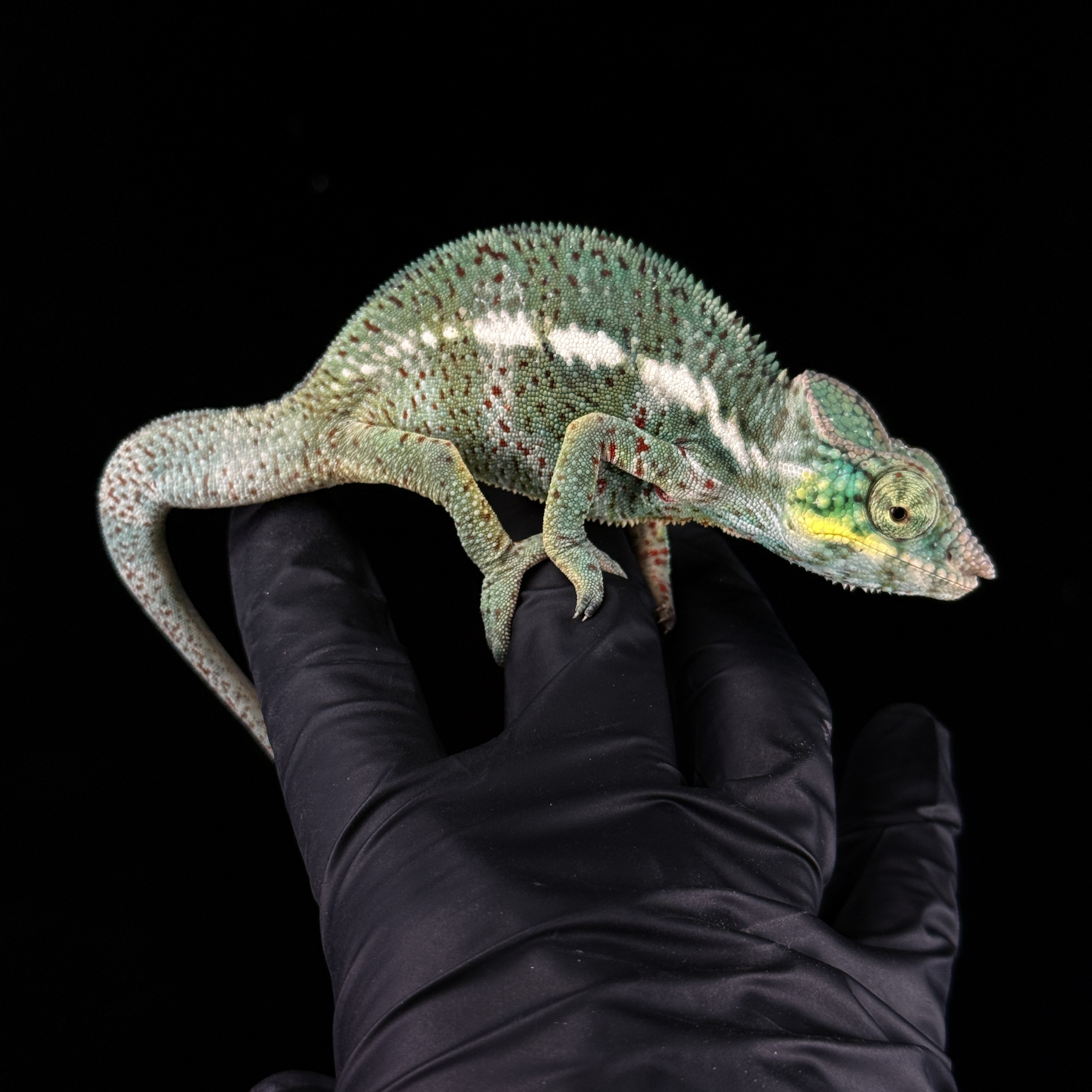 【高雄】 Nosy Faly 諾西菲力 ｜NFY-m174st