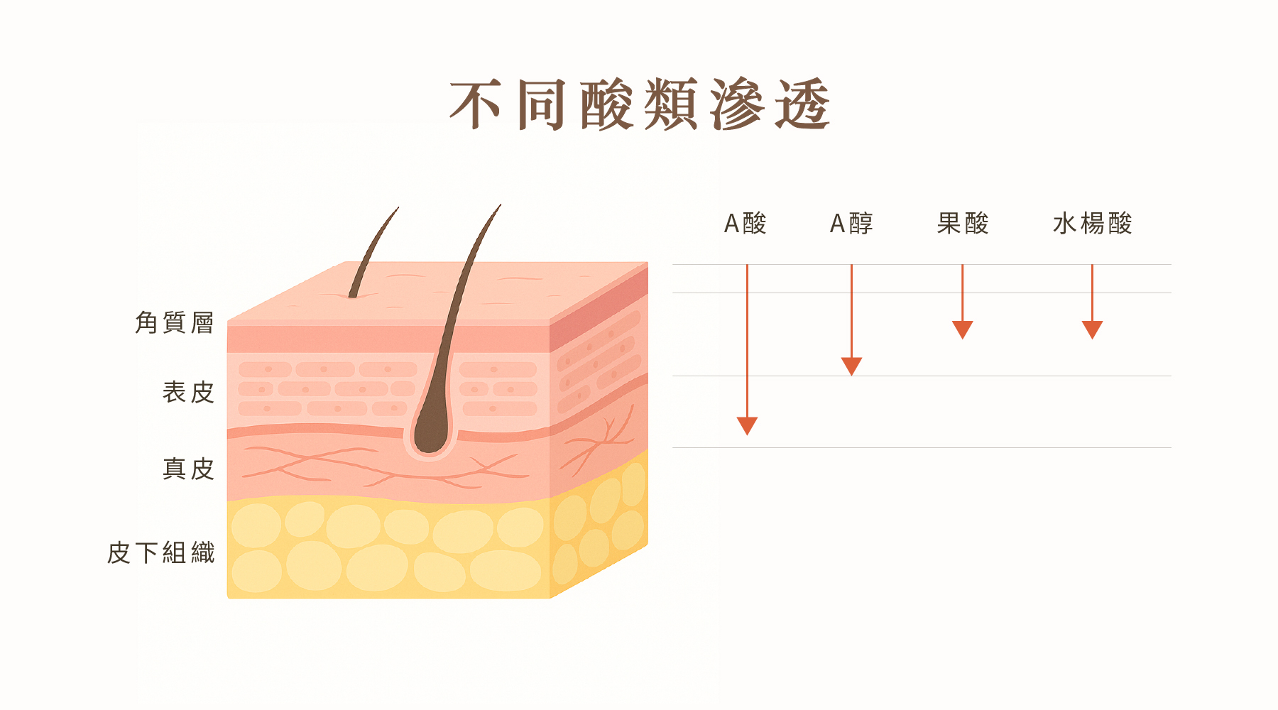不同酸類作用的深度