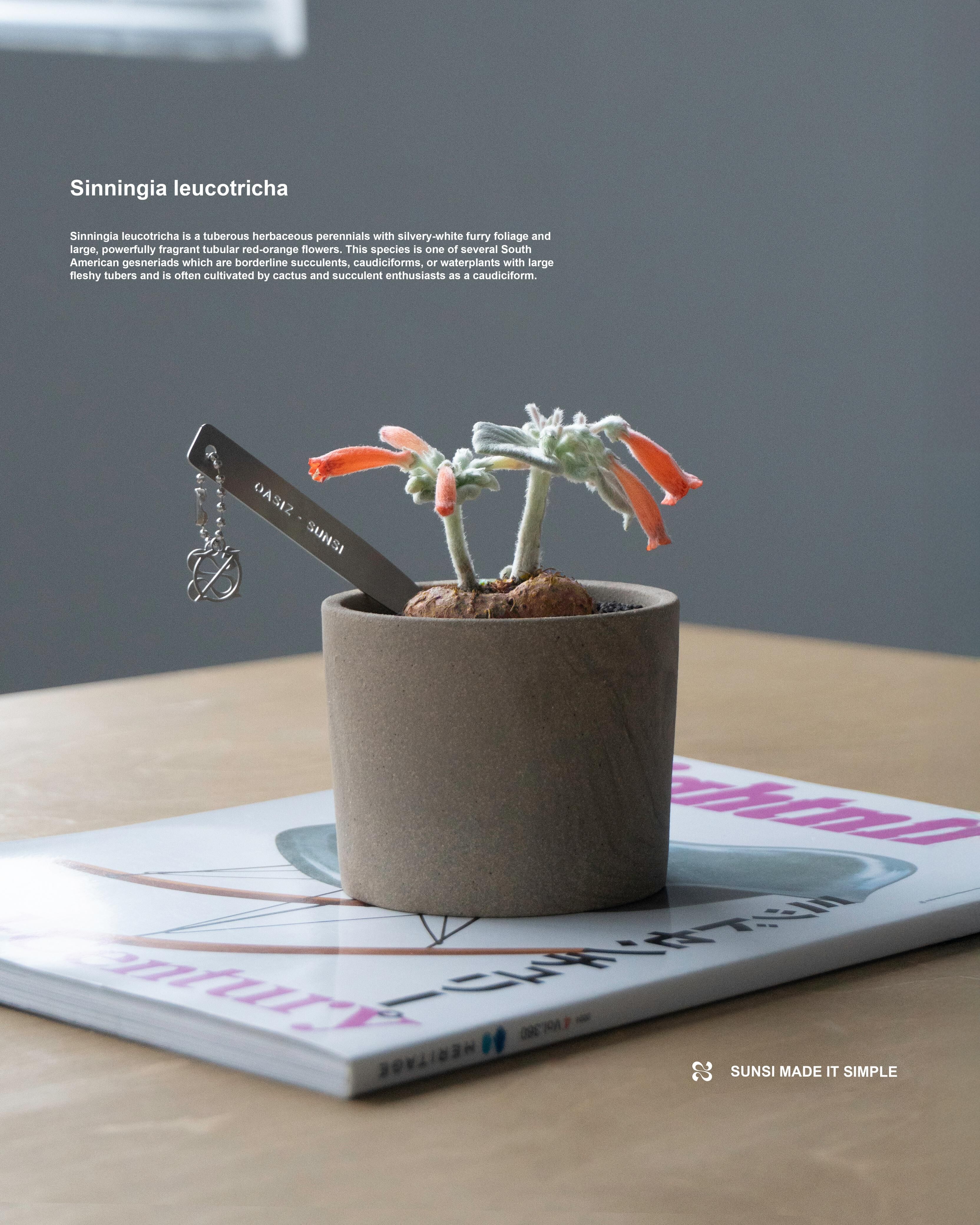 斷崖女王 Rechsteineria leucotricha