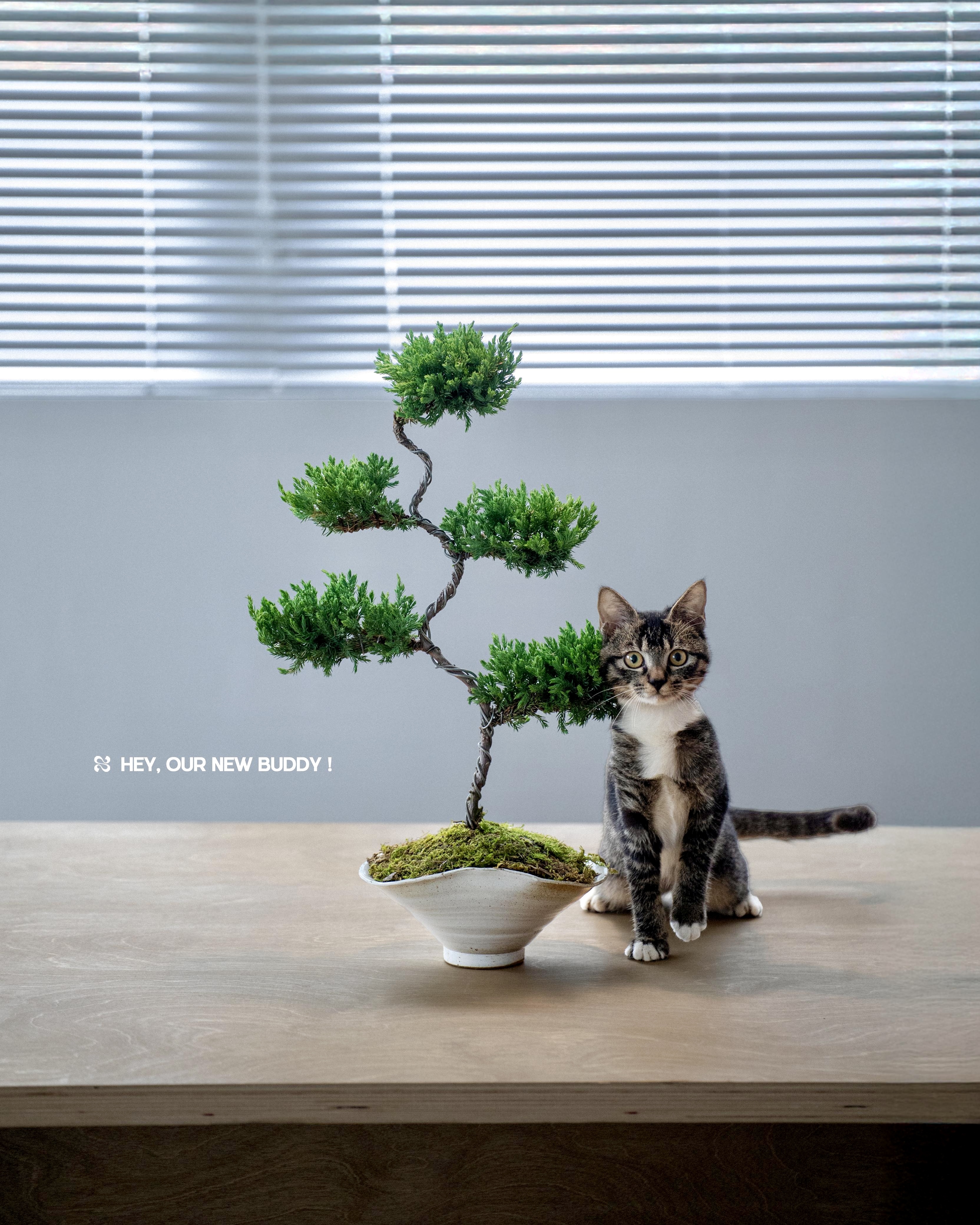 塔松  Juniperus chinensis