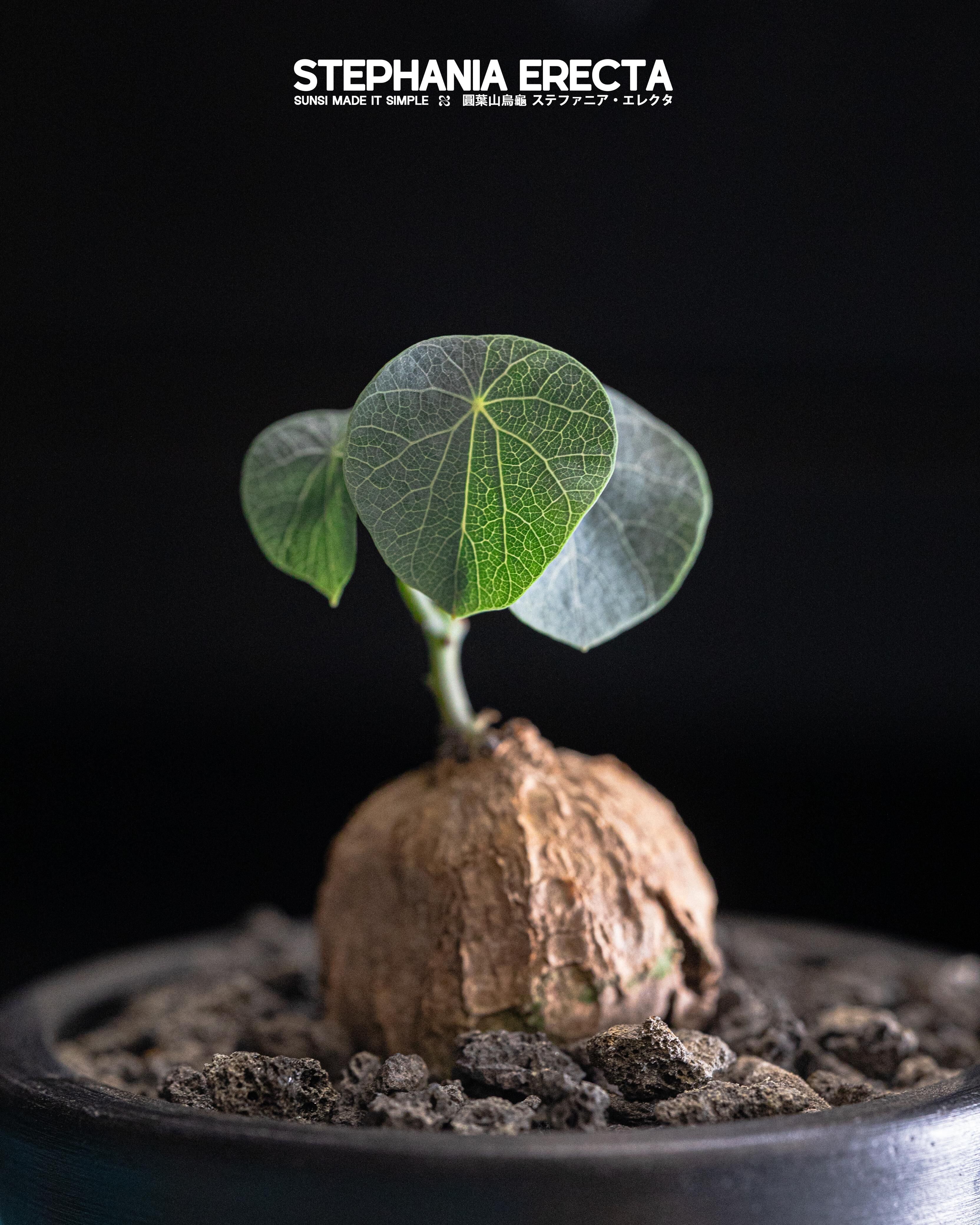 圓葉山烏龜 — 小小的綠寶石