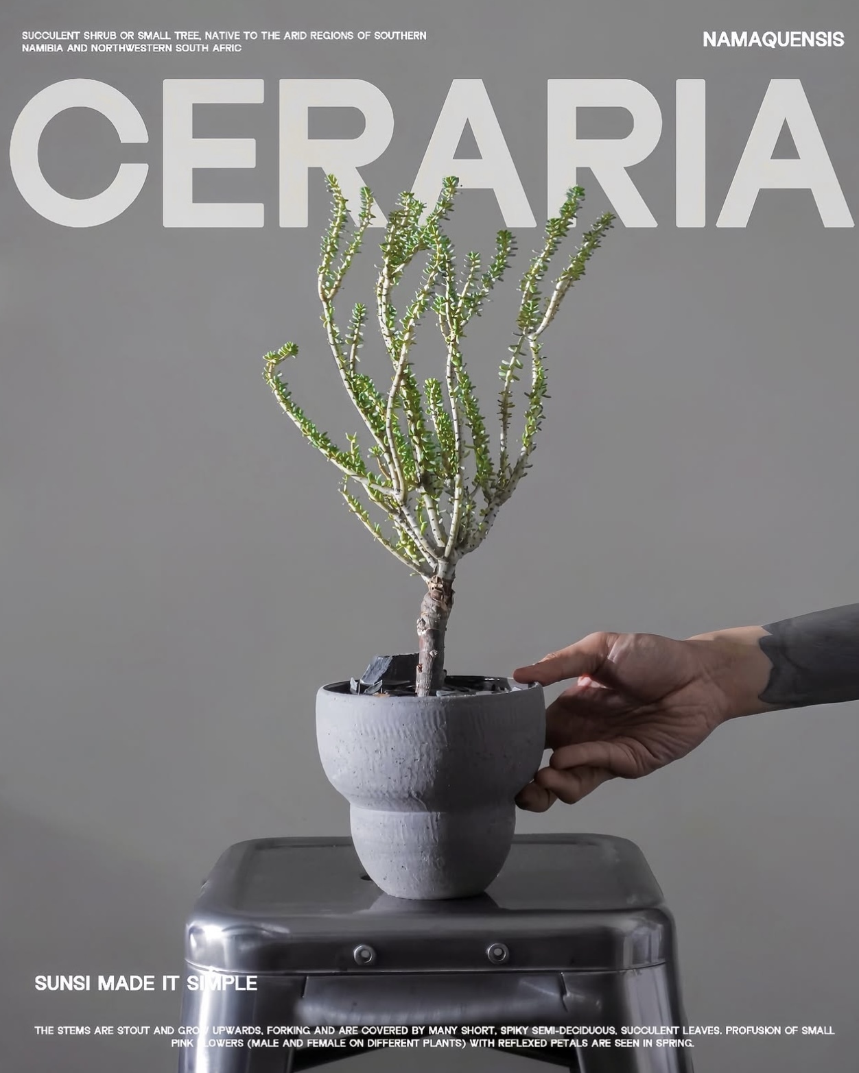 白鹿 Ceraria namaquensis