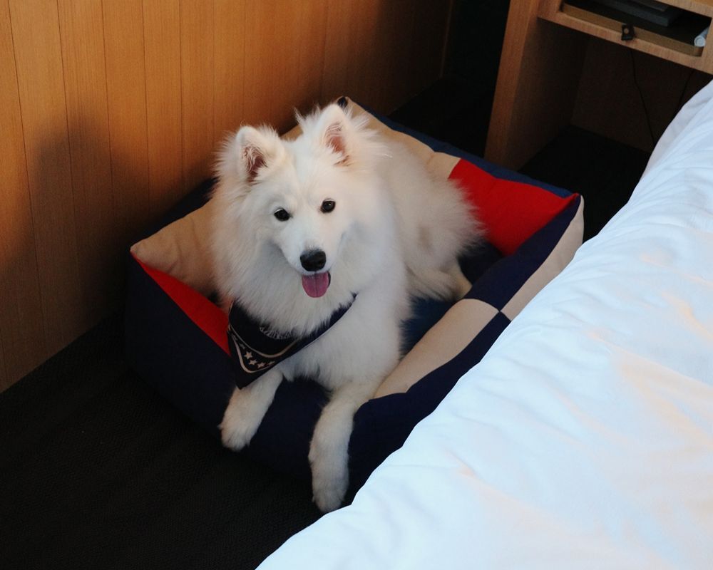 薩摩耶土豆與 HAY Dogs Bed 寵物睡床