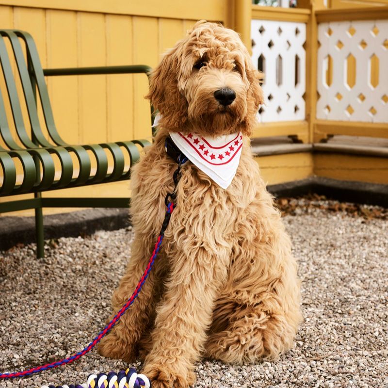 HAY Dogs Leash Braided  / 寵物編織牽繩