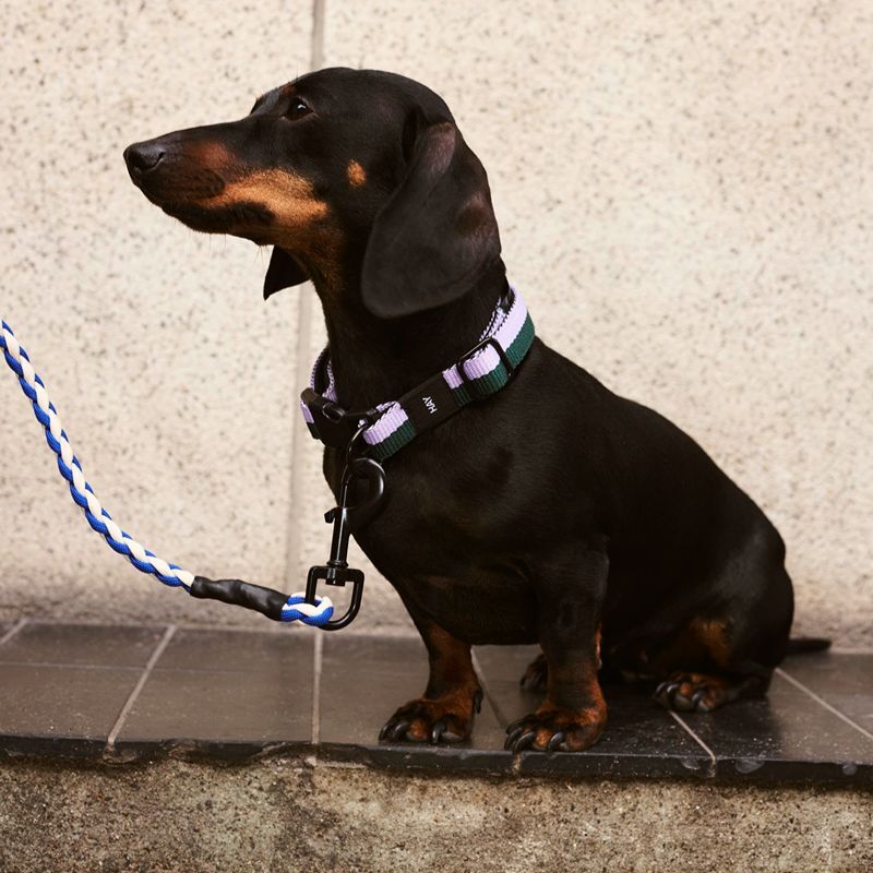 HAY Dogs Leash Braided  / 寵物編織牽繩