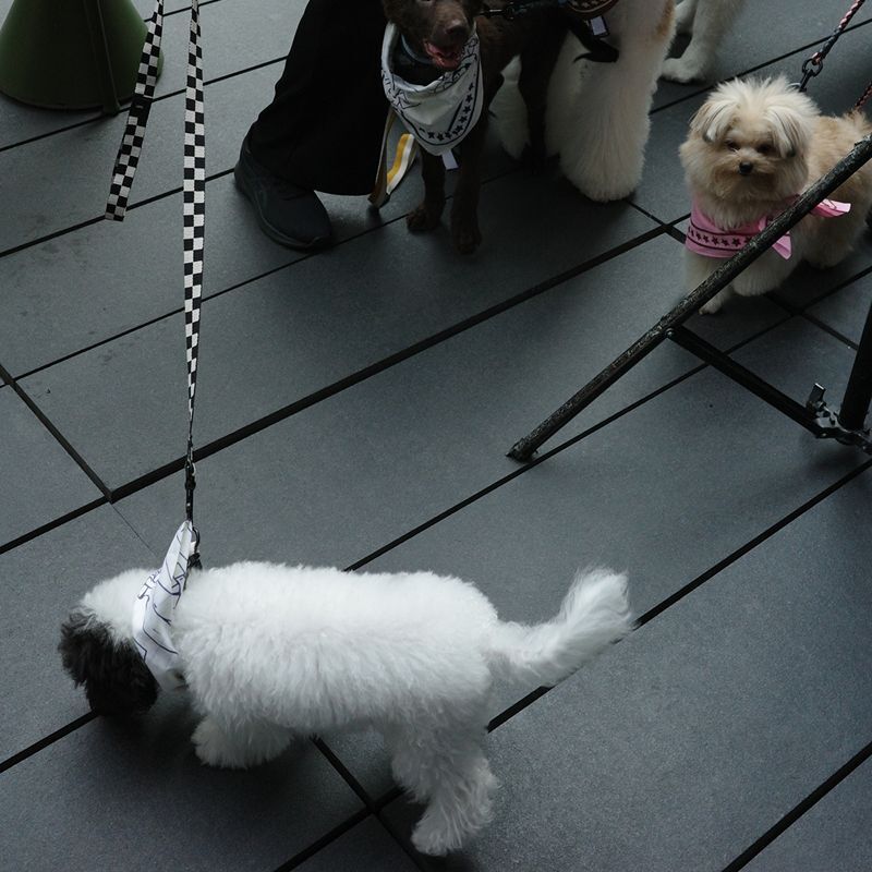 HAY Dogs Leash Flat Check M/L / 寵物方格牽繩