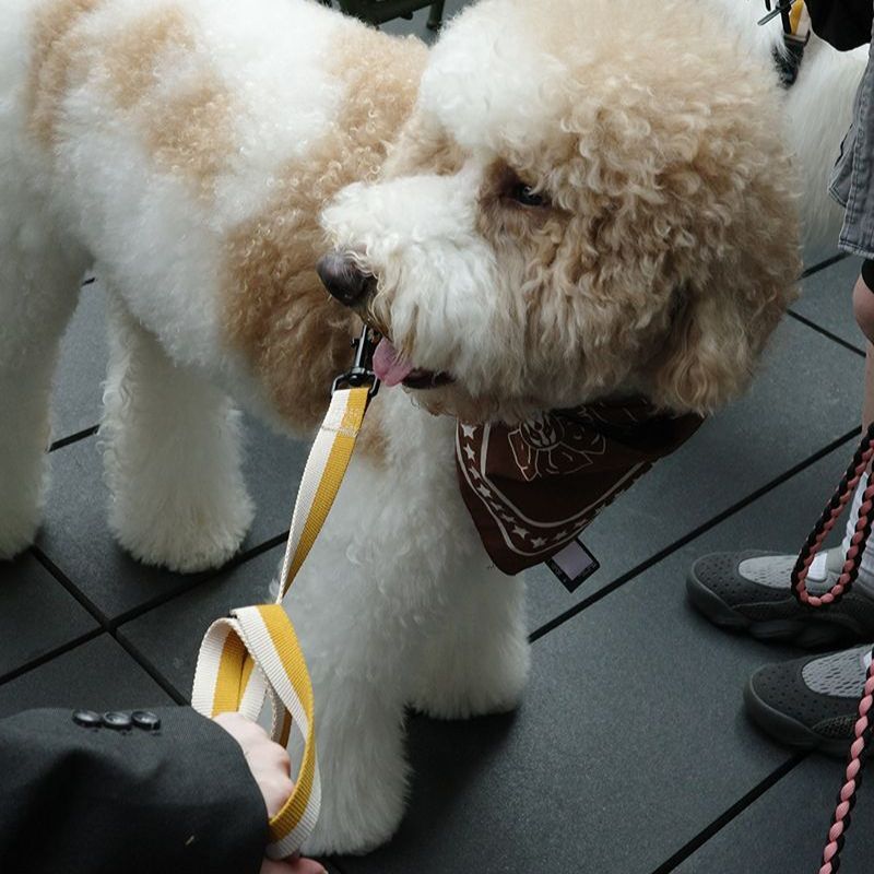 HAY Dogs Leash Flat / 寵物平款牽繩