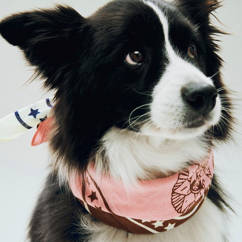 HAY Dogs Scarf / 寵物領巾