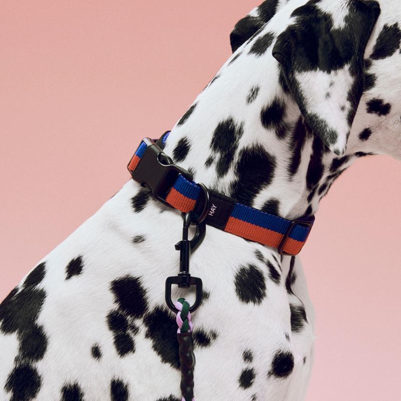 HAY Dogs Collar Flat / 寵物項圈