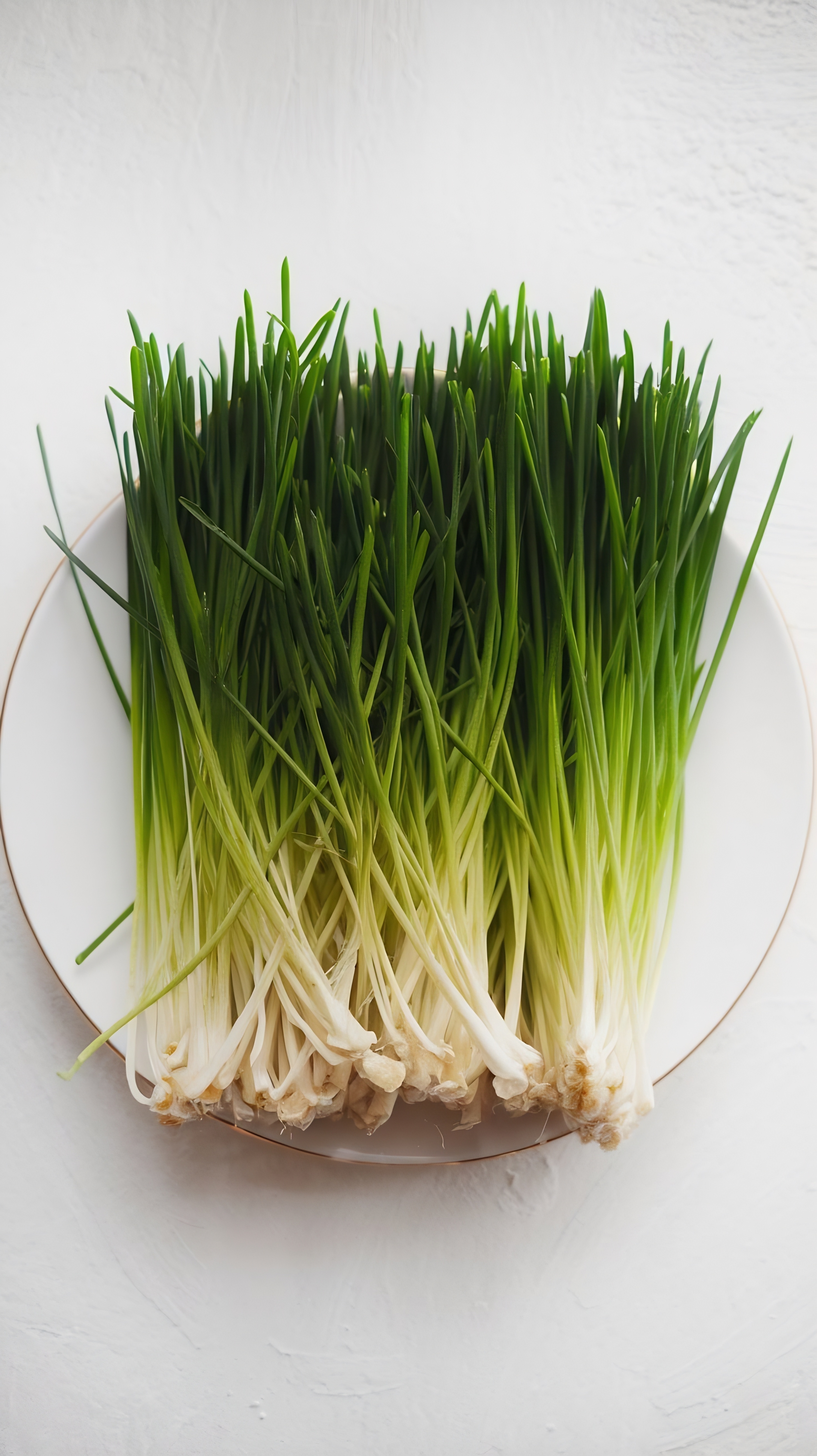 小麥苗