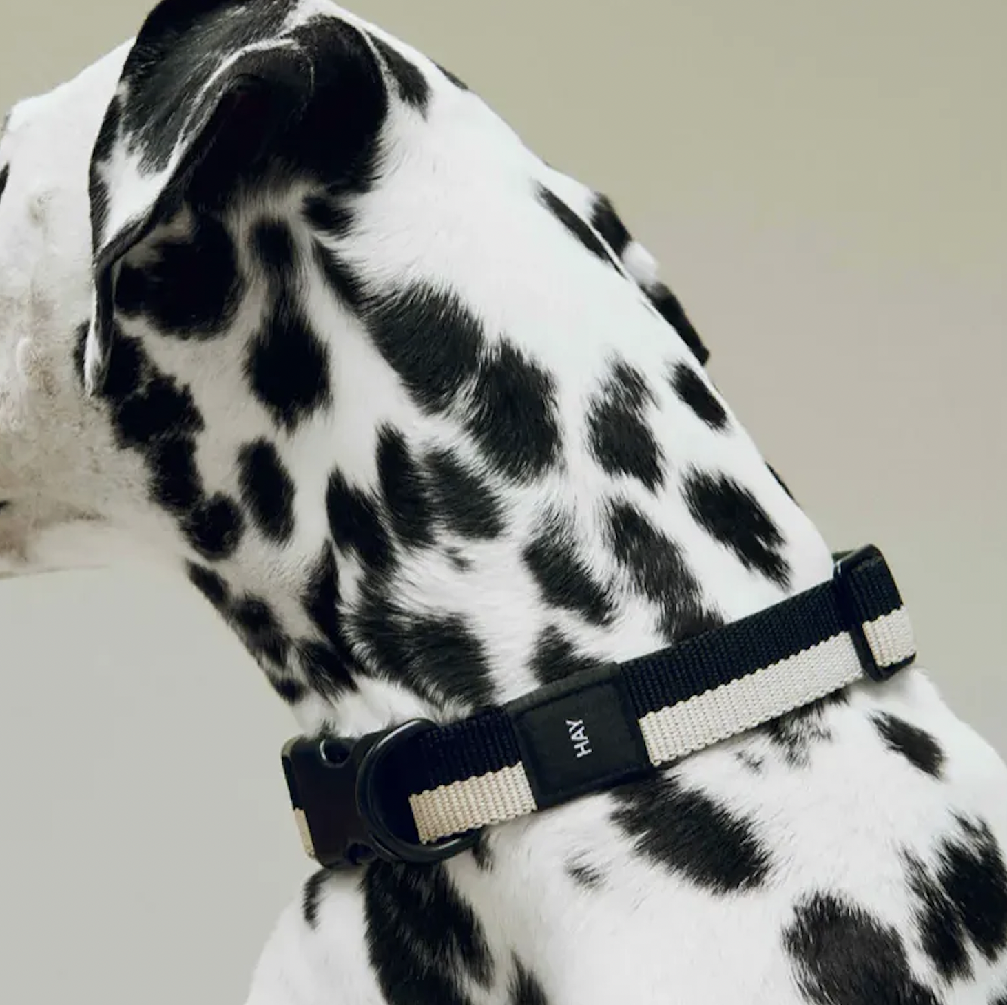 HAY Dogs Collar Flat / 寵物項圈 (2025 ss)