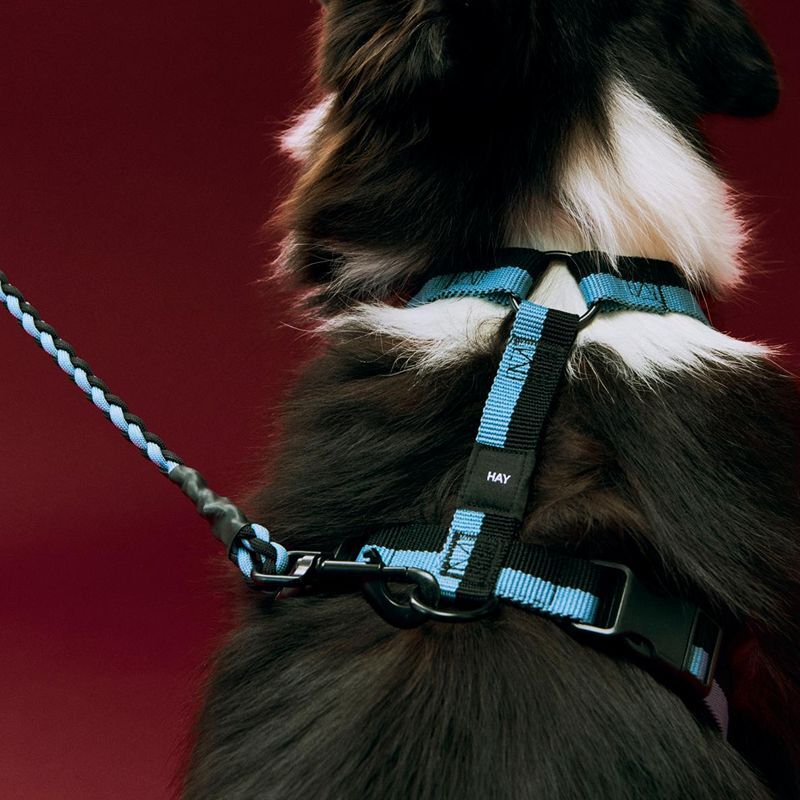 HAY Dogs Harness M / 寵物胸背帶
