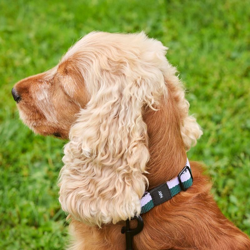 HAY Dogs Collar Flat / 寵物項圈