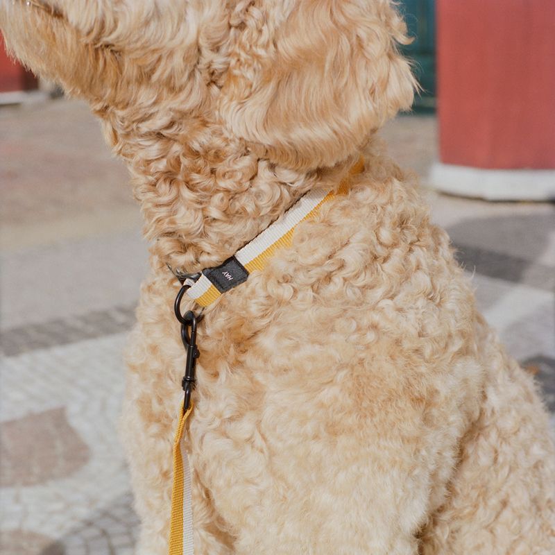 HAY Dogs Collar Flat / 寵物項圈 (2025 ss)