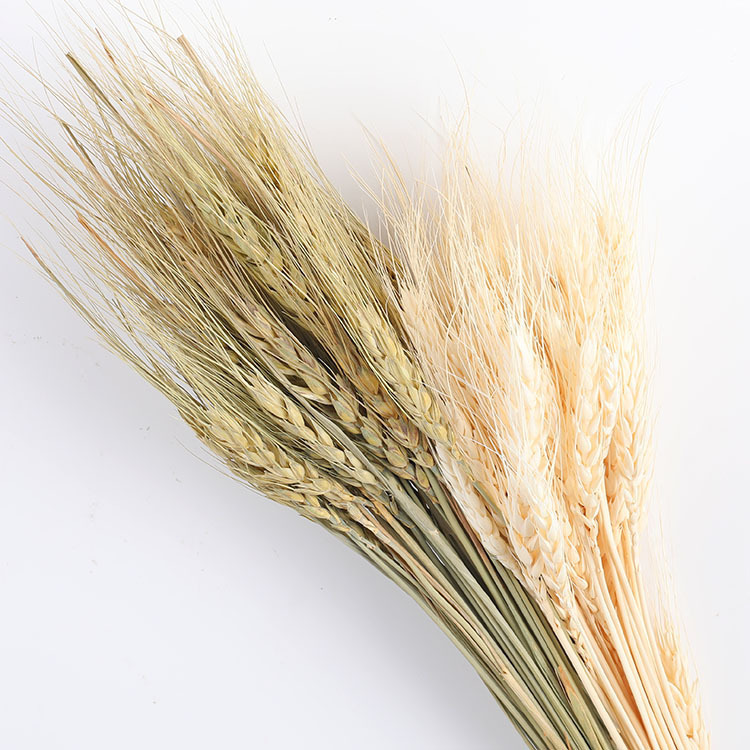 【台灣現貨速發】麥穗 麥穗乾燥花 乾燥花｜一把50支｜乾燥花 乾花