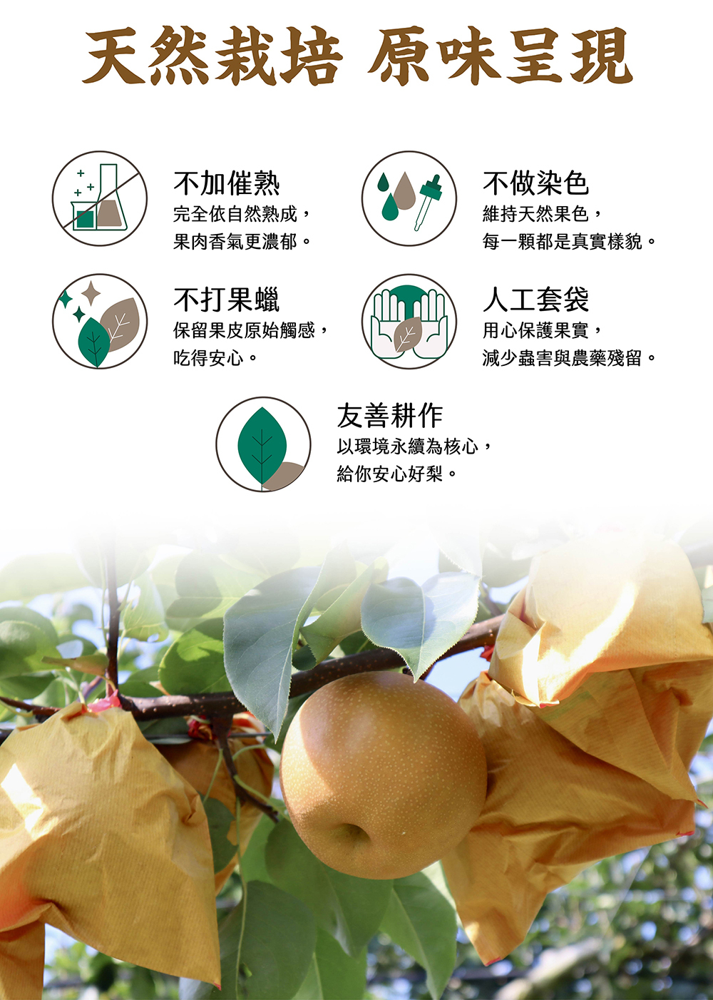 百香果,都香三號,都香3號,十九,甜,禮盒,水果,金都,3號,金都3號,金都三號,老欉,文旦,麻豆,60年,50年,40年,30年,20年,台南,產地,直送,現採,中秋,團圓,月餅,果肉,多汁,柚子,文旦柚,梨山甘露梨,梨山,甘露梨,梨,卓蘭甘露梨