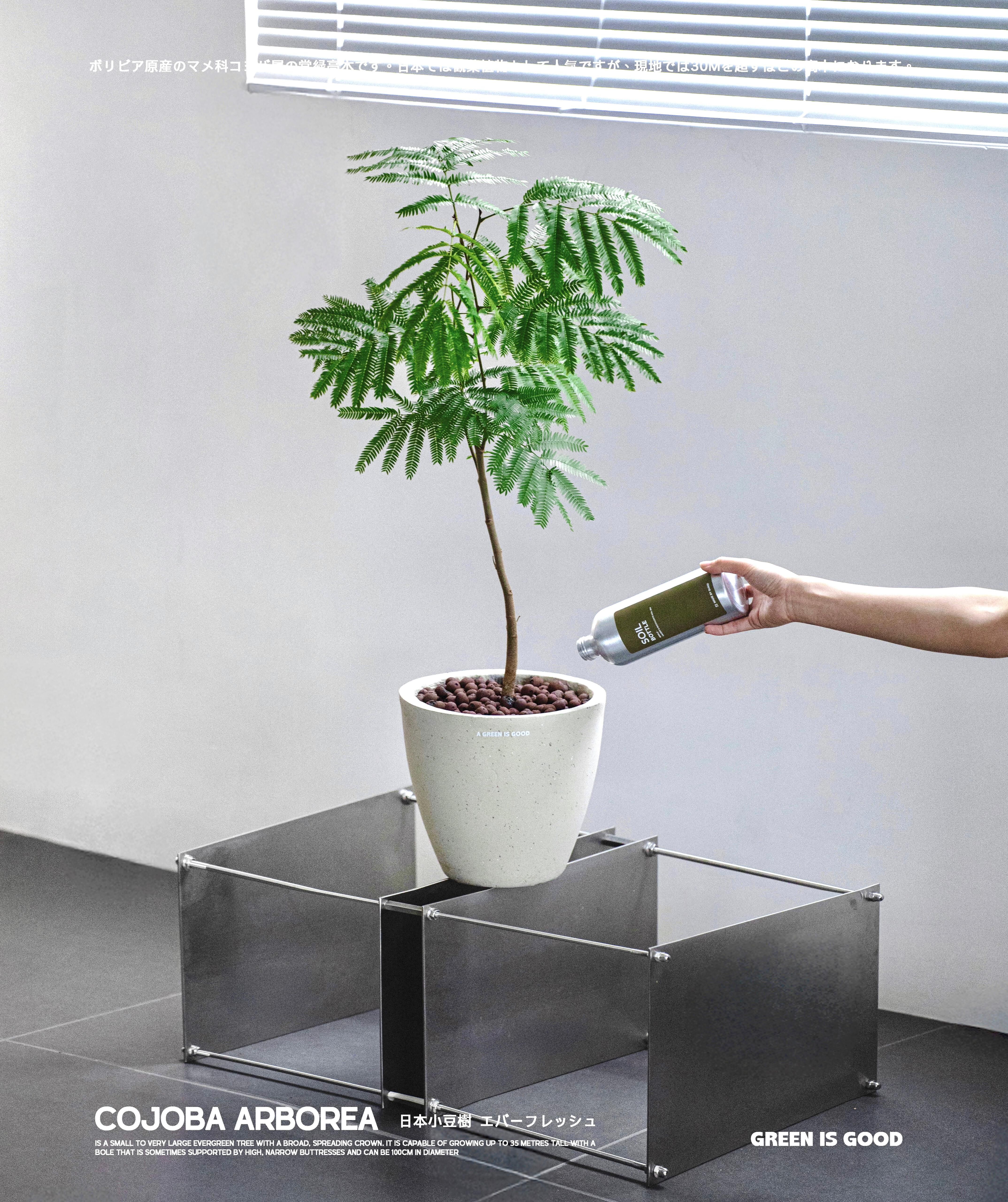 日本小豆樹 — エバーフレッシュ 🌿