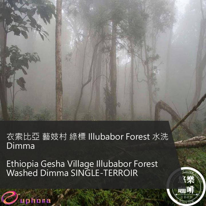衣索比亞 藝妓村 綠標 Illubabor Forest 水洗 Dimma