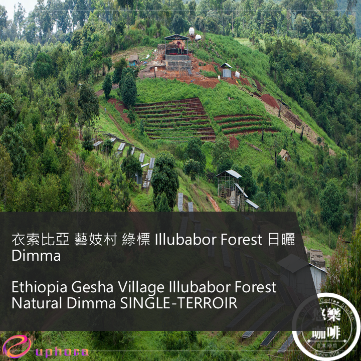 衣索比亞 藝妓村 綠標 Illubabor Forest 日曬 Dimma