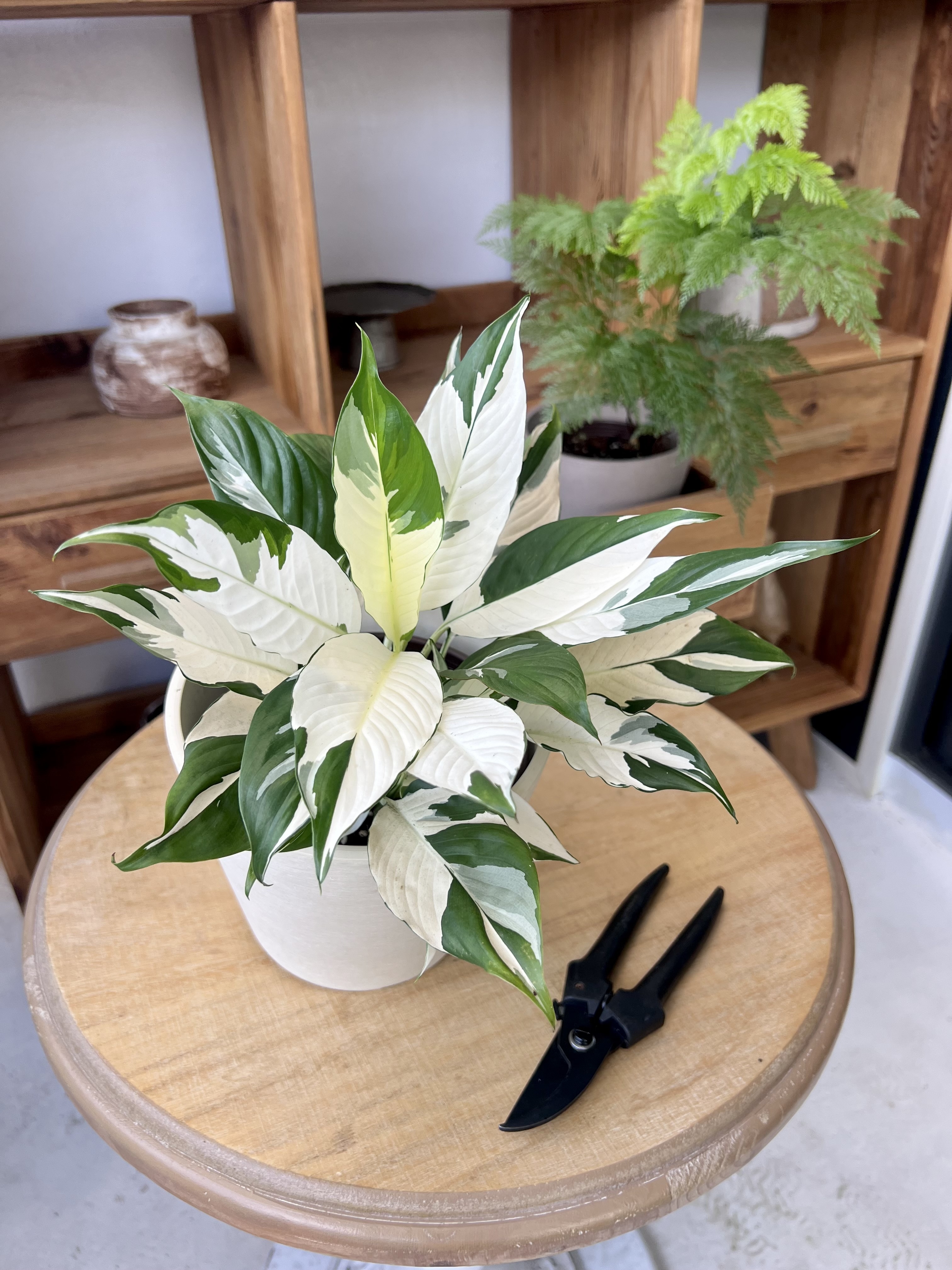 rare snake plant Sansevieria Aubrytiana Variegated - Rare Snake Plant