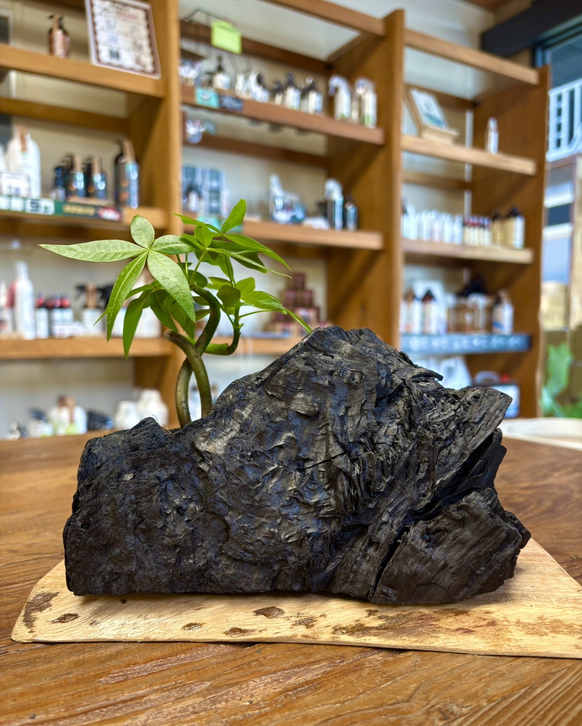 【1004專屬訂單 FB -邱X瓔】中秋應景 REWOOD台灣龍眼炭盆栽