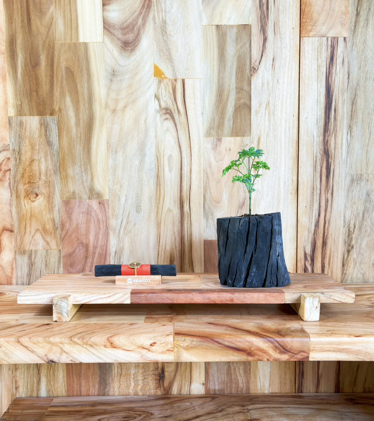 【1004專屬訂單 FB -Julie Hsu】中秋應景 REWOOD台灣龍眼炭盆栽