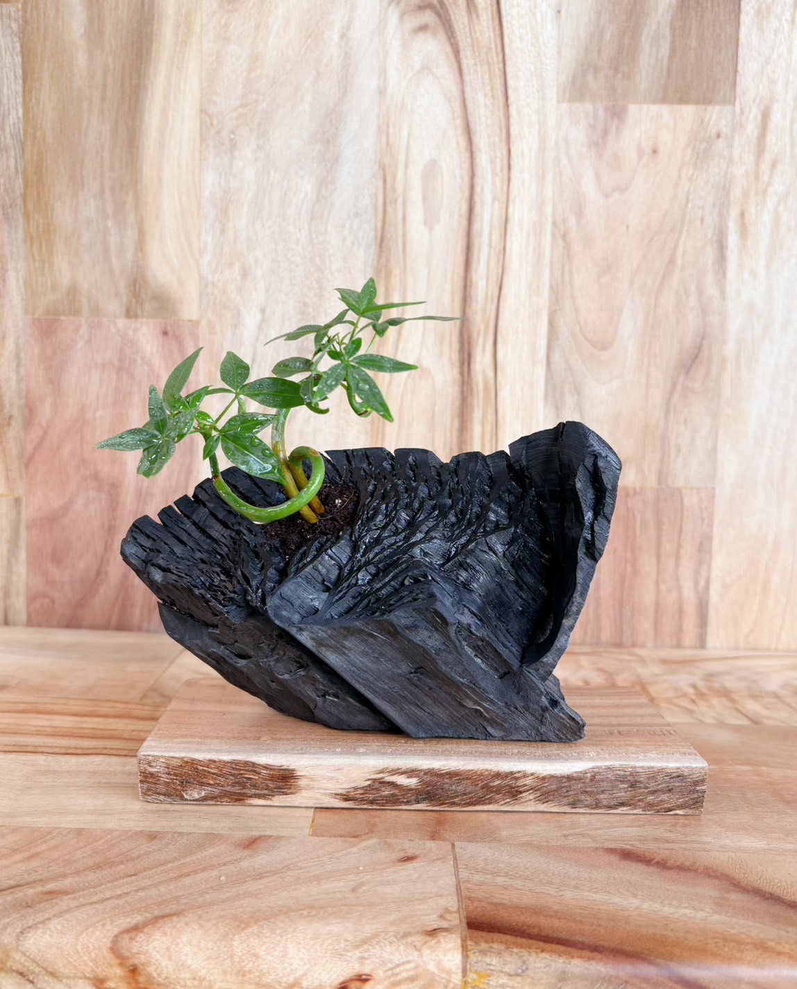 【1004專屬訂單 FB -Wa Wa Pei】REWOOD 龍眼炭盆栽｜安山