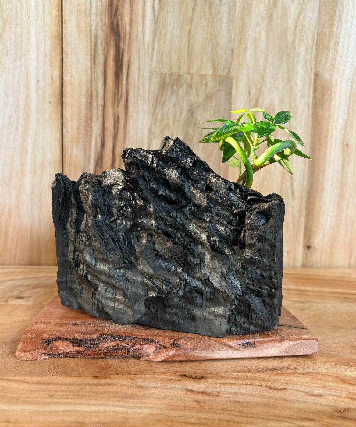 【1004專屬訂單 FB -Mina Chuang 】REWOOD 龍眼炭盆栽・流雲