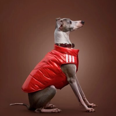 Adidas Originals寵物亮面保暖背心 經典黑 橘紅色