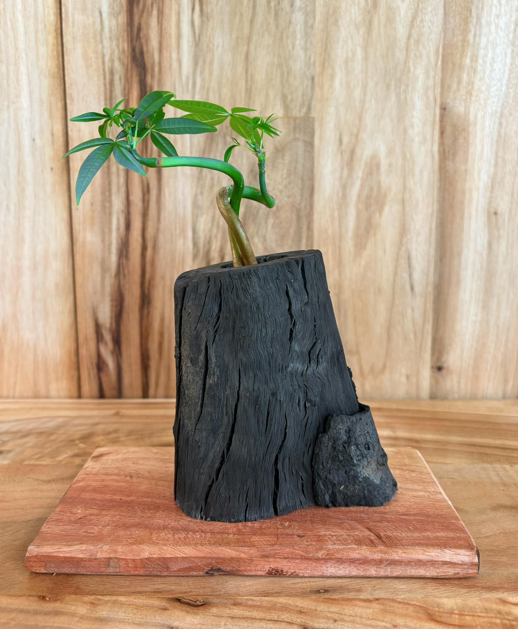 【1005專屬訂單 FB -Chia Chia 】REWOOD 龍眼炭盆栽 – 素心