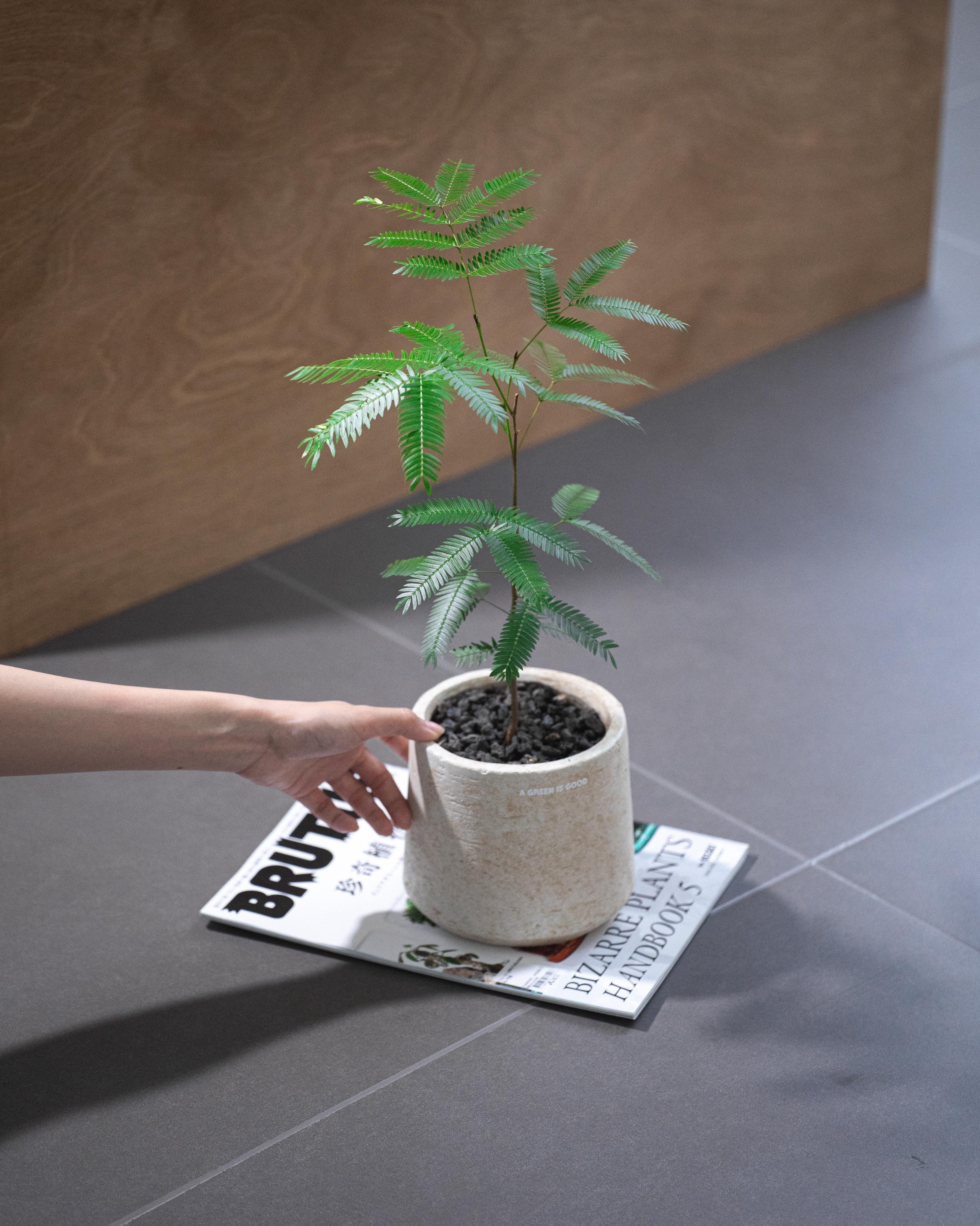 日本小豆樹 — エバーフレッシュ 🌿