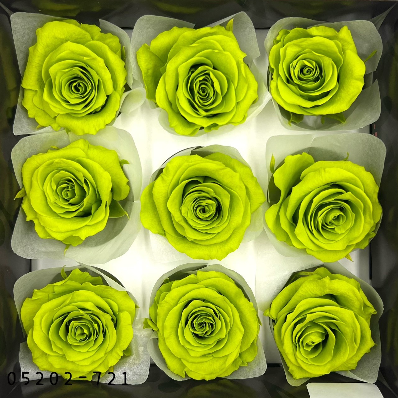 日本不凋大輪玫瑰(M-9朵) 05202-721