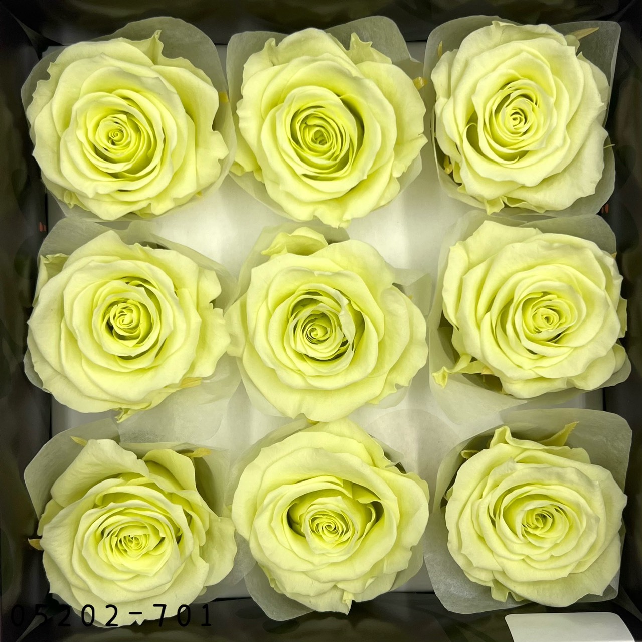 日本不凋大輪玫瑰(M-9朵) 05202-701