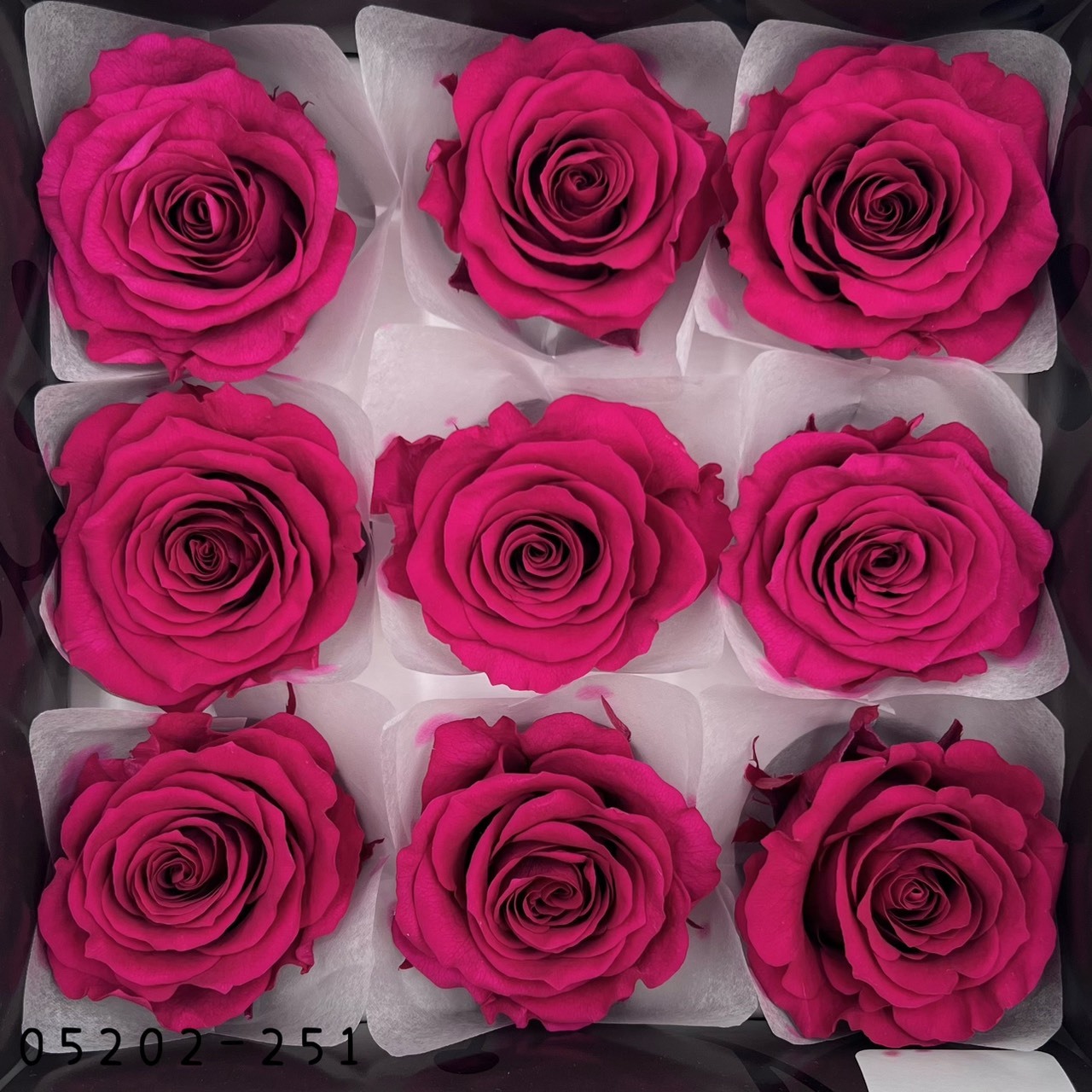 日本不凋大輪玫瑰(M-9朵) 05202-251