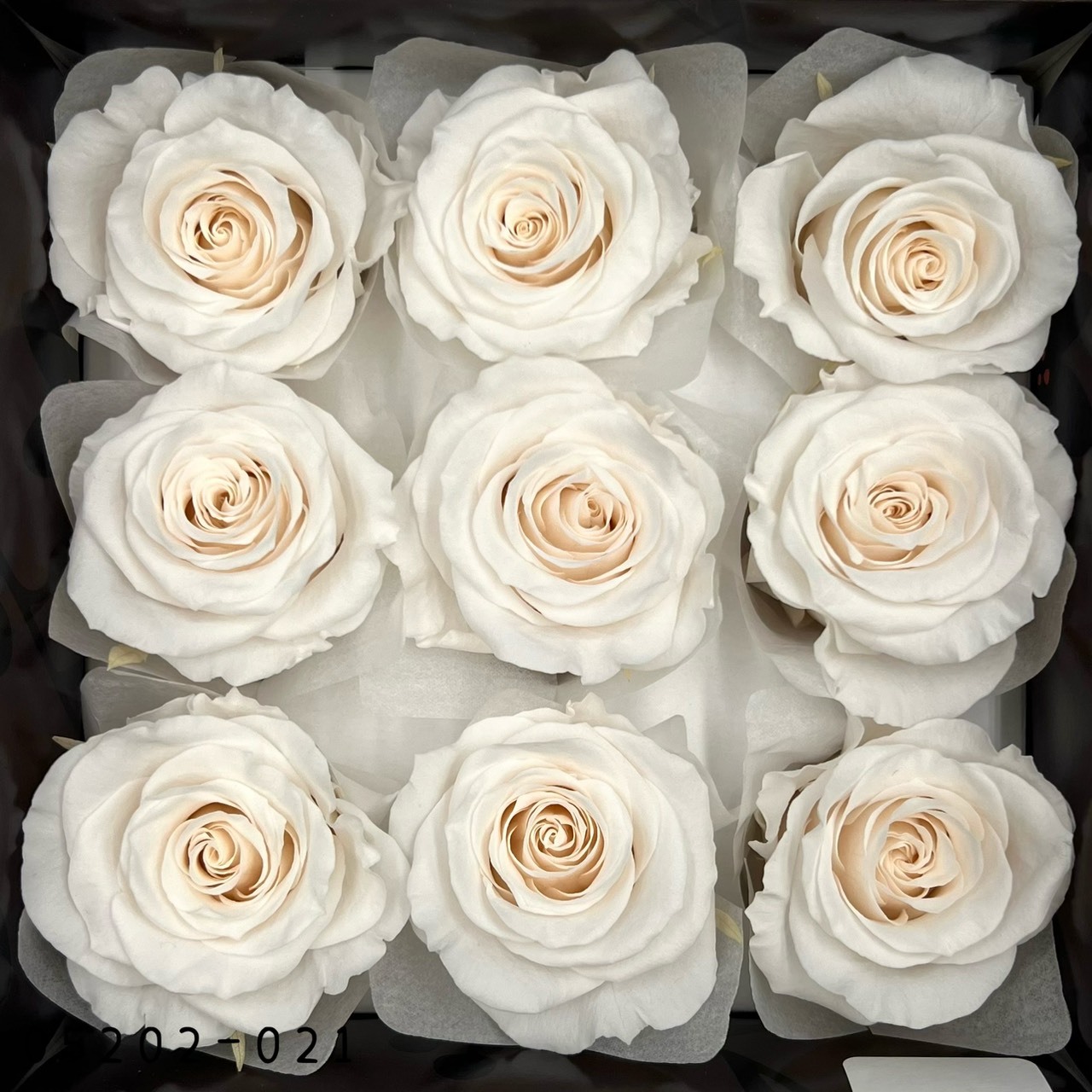 日本不凋大輪玫瑰(M-9朵) 05202-021