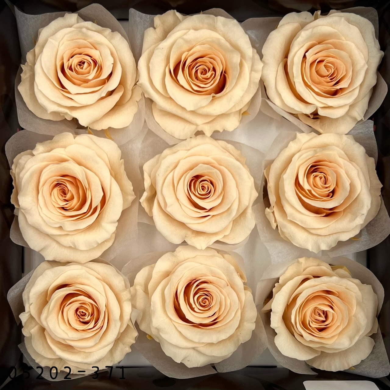 日本不凋大輪玫瑰(M-9朵) 05202-371