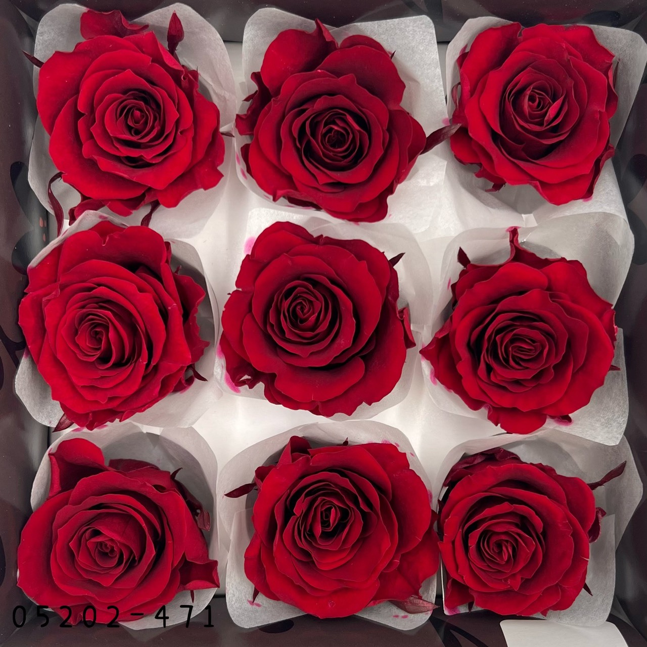 日本不凋大輪玫瑰(M-9朵) 05202-471