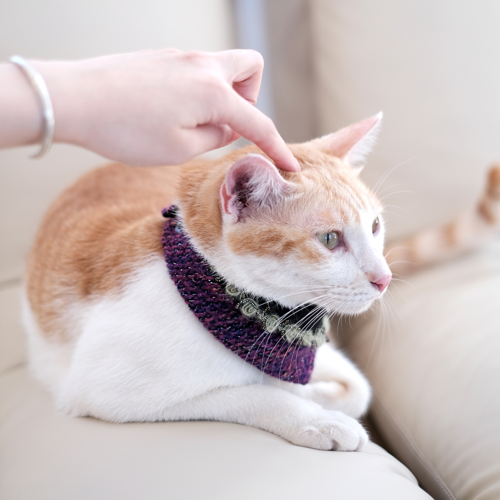 PuriPuri® 寵物領巾 - 糖果小精靈