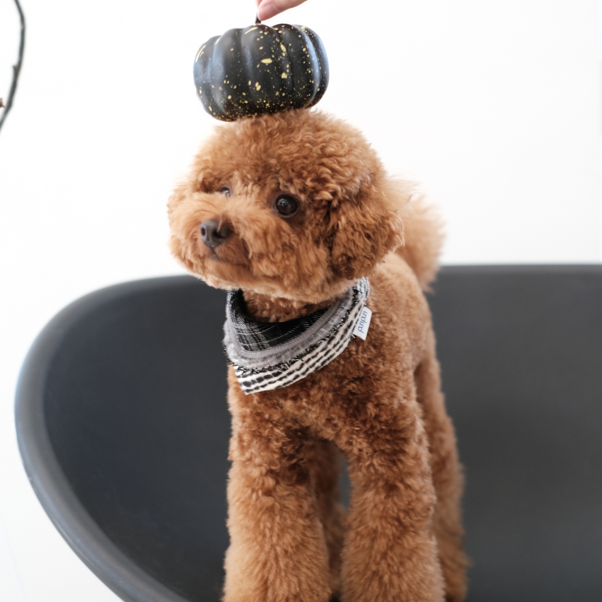 PuriPuri® 寵物領巾 - 調皮小幽靈